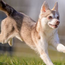 Cinder - Alaskan Klee Kai