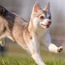 Cinder - Alaskan Klee Kai