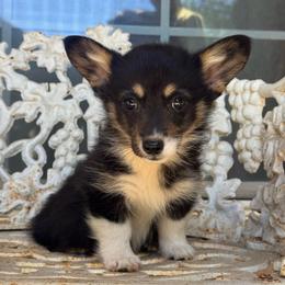 Snooki - Black and tan female American Corgi puppy in East Oakdale, California from Rhettro Kennels