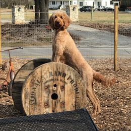 Gracie - Labradoodle