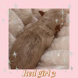 Red girl 3 - Wheaten female Miniature Schnauzer puppy in Pflugerville, Texas from K&K Precious Tx schnauzers