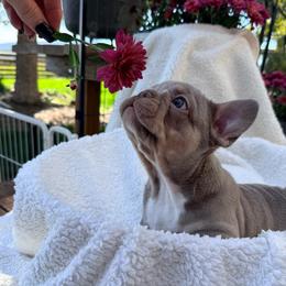 Tippy - Blue fawn female French Bulldog puppy in Klamath Falls, Oregon from S-D Frenchies