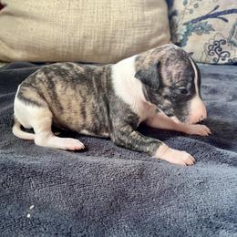 Flower - Fawn brindle female Whippet puppy in Clinton, Tennessee from Ivanhoe Borzoi