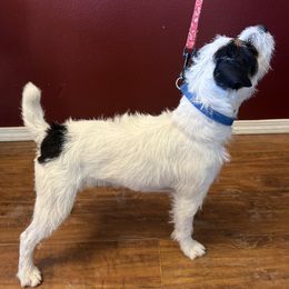 Russell Terriers from Jerome Russell Terriers