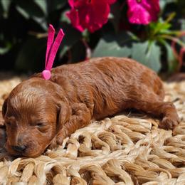 Shelby - Red  female Poodle puppy in Salem, Missouri from Meadowbrook Poodles