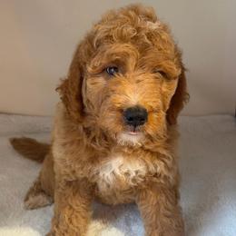 Boy 2 - Apricot male Goldendoodle puppy in Haleyville, Alabama from Susan’s Prefurred Doodles