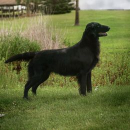 Gucci - Flat-Coated Retriever