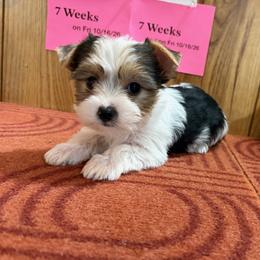 Girl 1 - Parti female Yorkshire Terrier puppy in Bear Creek, North Carolina from Yorkie Time