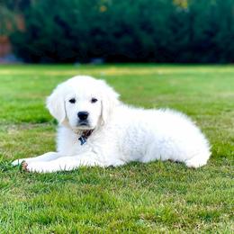 Golden Retriever Puppies from Golden Retrievers by Tiffany Ruthy
