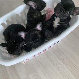 French Bulldog Puppies from Luna and London’s Puppies