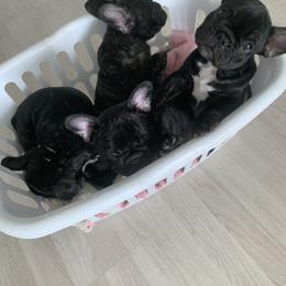 French Bulldog Puppies from Luna and London’s Puppies