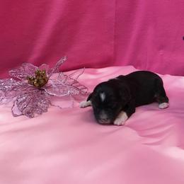 Pembroke Welsh Corgi, Miniature Australian Shepherd, and Toy Australian Shepherd Puppies from Midwest Mini/Toy Aussies