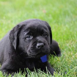 Labrador Retriever Puppies from Britt Labradors