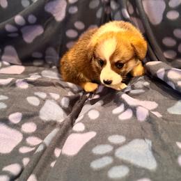 Sable female 2 - Sable female Pembroke Welsh Corgi puppy in Weatherford, Texas from Flyin H Corgi’s