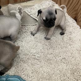 Girl 1 - Fawn female Pug puppy in Brooksville, Florida from Windsorsprings