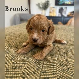 Brooks - Red  male Goldendoodle puppy in Glendale, Arizona from Follow Your Bliss Doodles