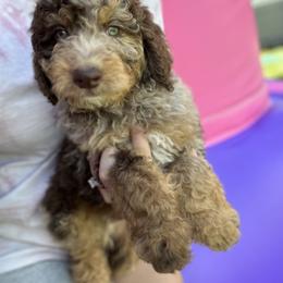 Bernedoodle Puppies from Over the Moon Poodles and Doodles
