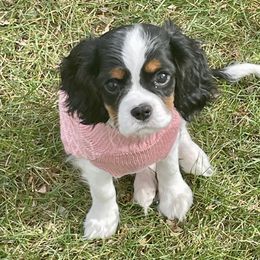 Cavalier King Charles Spaniels from Scofield Cavaliers