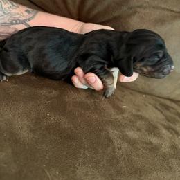 Rose - Black tan and white female Basset Hound puppy in Letcher, Kentucky from Hackers Appalachian Basset Hounds