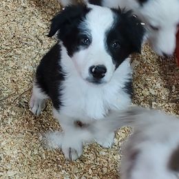Border Collie Puppies from Bond Border Collies