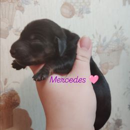 Dachshund Puppies from The Outlawed Dachshunds