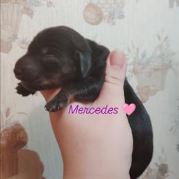 Dachshund Puppies from The Outlawed Dachshunds