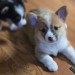 CKC Sable Female - Sable and white female American Corgi puppy in Clovis, New Mexico from Sweet & Salty Cowdogs