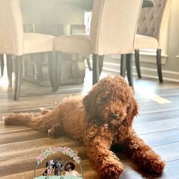 Goldendoodle, Labradoodle, Poodle, and Sheepadoodle Puppies from Osage Puppies