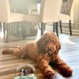 Goldendoodle, Labradoodle, Poodle, and Sheepadoodle Puppies from Osage Puppies