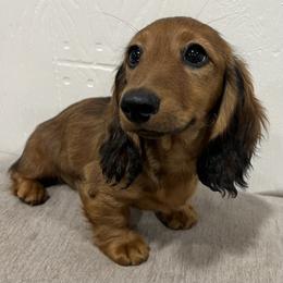 Biscotti - Red male Dachshund puppy in Seattle, Washington from Sandstone Dachshunds