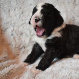 Bernedoodle Puppies from Belly Rubs