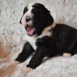 Bernedoodle Puppies from Belly Rubs