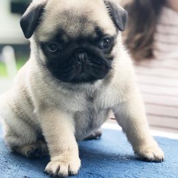 Pug Puppies from Cydney & Co Pugs