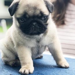 Pug Puppies from Cydney & Co Pugs