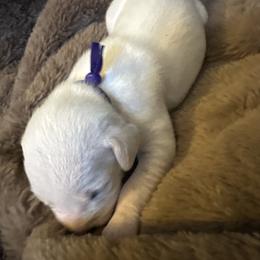 Bingbing bong - White and black male Dalmatian puppy in Fort Cavasos, Texas from Mainstreet Dalmation