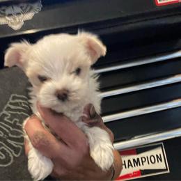 Cye - White male Morkie puppy in Taylorsville, North Carolina from Mountain Top Hot Tailz