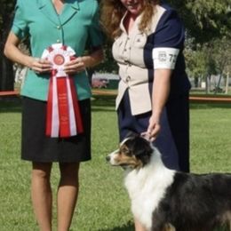 Australian Shepherds from Up N Comin Aussies