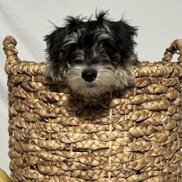 Miniature Schnauzers from Great Northern Schnauzers