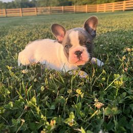 French Bulldog Puppies from Presidential Frechies