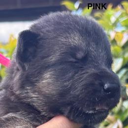Puppy 6 - Black and red female German Shepherd puppy in Central Florida, Florida from Vom Furstenhund