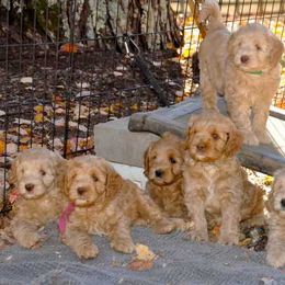 Australian Labradoodle Puppies from Lake Lure Labradoodles