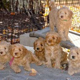 Australian Labradoodle Puppies from Lake Lure Labradoodles