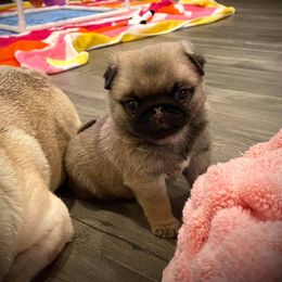 Great Pyrenees, Pekingese, and Pug Puppies from Triptych Kennels