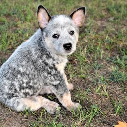 Australian Cattle Dog Puppies from 4 Hills Cattle Dogs