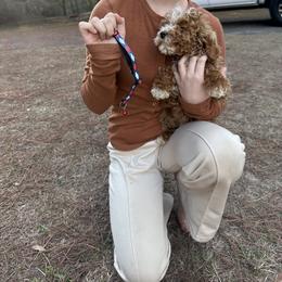 Blue and red collar - Red  male Goldendoodle puppy in Lake Butler, Florida from Providence Ranches