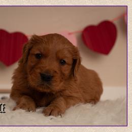 Grimace - Dark golden male Golden Retriever puppy in Driggs, Idaho from SK Golden Retrievers