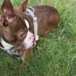 Boston Terriers from Thee Puppy Lady🐾