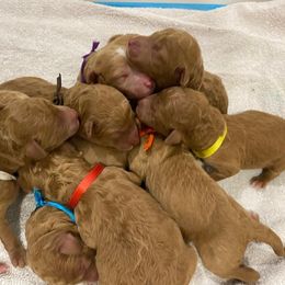 Poodle Puppies from Stunningly Sweet Standards