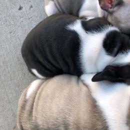 French Bulldog Puppies from Scrumptious Paws