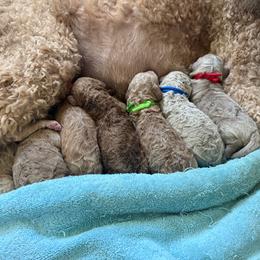 Boy 2 - Apricot male Goldendoodle puppy in Inez, Texas from Heavenly H Doodles